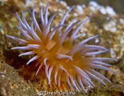 Anenome in Puget Sound, shot with Canon T2i, in Aqutica h... by Drew Collins 
